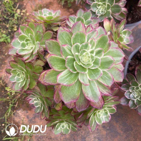 Aeonium Colorful Lights Old Stem Variegated Clustering - Image 2