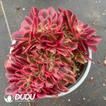 Aeonium Pink Witch Variegated Cristata