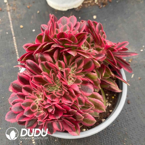 Aeonium Pink Witch Variegated Cristata - Image 2