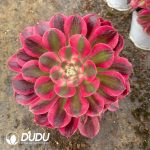 Aeonium Pink Girl Variegated Clustering