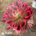Aeonium Pink Girl Variegated Clustering - Image 2
