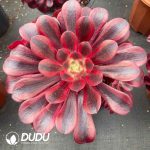 Aeonium Medusae Variegated Clustering