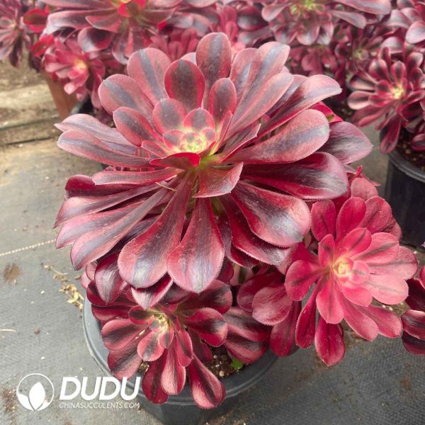 Aeonium Medusae Variegated Clustering - Image 2