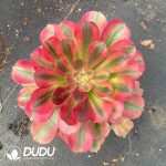 Aeonium Rainbow Variegated