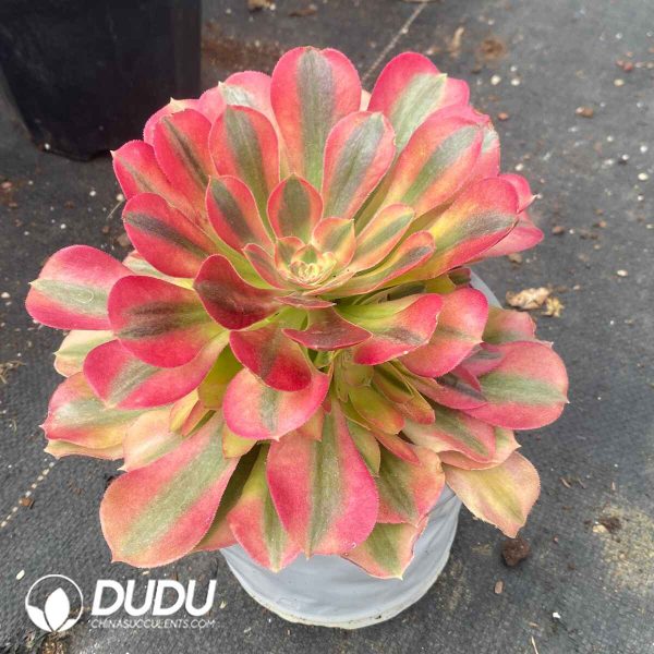 Aeonium Rainbow Variegated - Image 2