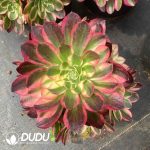 Aeonium Aquaman Variegated Clustering