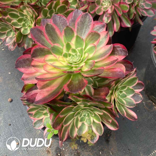 Aeonium Aquaman Variegated Clustering - Image 2