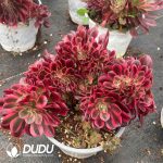 Aeonium Lady Variegated Cristata