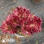 Aeonium Lady Variegated Cristata - Image 2