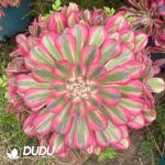 Aeonium Pink Copper Variegated Clustering