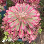 Aeonium Pink Copper Variegated Clustering - Image 2