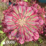Aeonium Red Copper Variegated Clustering