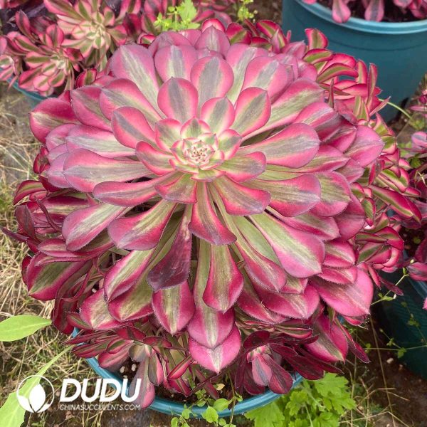Aeonium Red Copper Variegated Clustering - Image 2