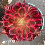 Aeonium Pure Heart Variegated Clustering