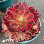 Aeonium Pure Heart Variegated Clustering - Image 2
