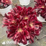 Aeonium Medusa Variegated Clustering