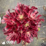 Aeonium Medusa Variegated Clustering - Image 2