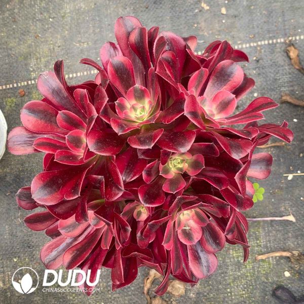 Aeonium Medusa Variegated Clustering - Image 2