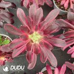Aeonium White Wedding Dress Variegated