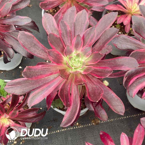 Aeonium White Wedding Dress Variegated - Image 2