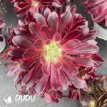 Aeonium White Wedding Dress Variegated Clustering