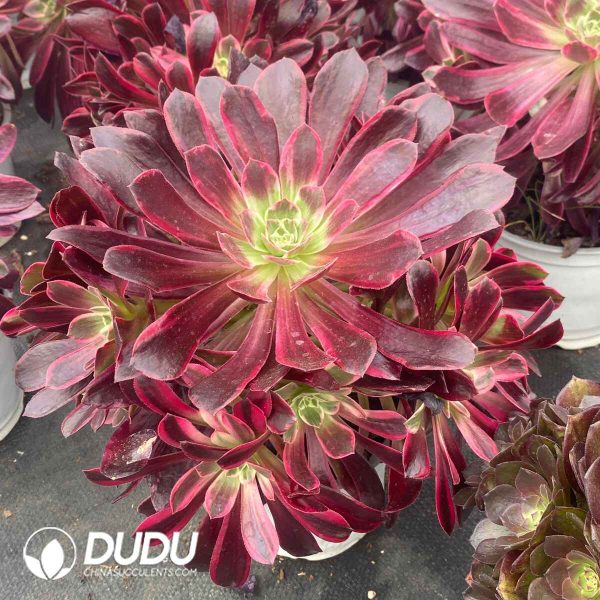 Aeonium White Wedding Dress Variegated Clustering - Image 2