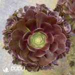 Aeonium Color Variegated Clustering