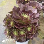 Aeonium Color Variegated Clustering - Image 2