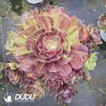 Aeonium Pulidonis Variegated Clustering
