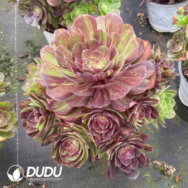 Aeonium Pulidonis Variegated Clustering - Image 2