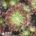 Aeonium Colorful lights Variegated Clustering