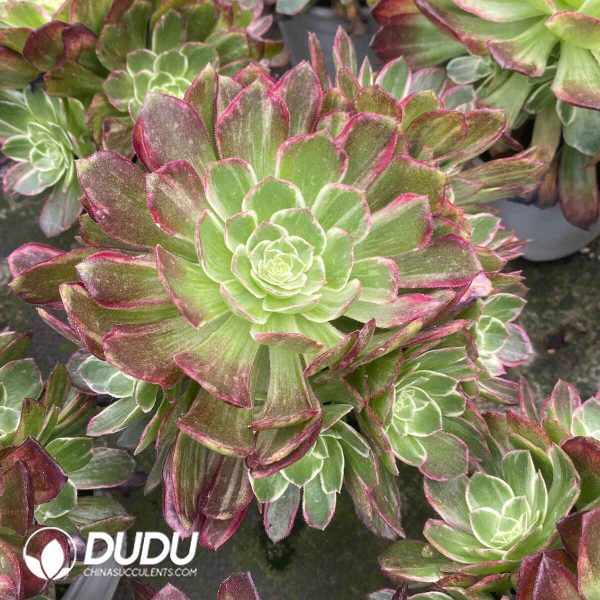 Aeonium Colorful lights Variegated Clustering - Image 2