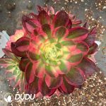 Aeonium Sea Fairy Variegated Clustering