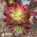 Aeonium Sea Fairy Variegated Clustering - Image 2