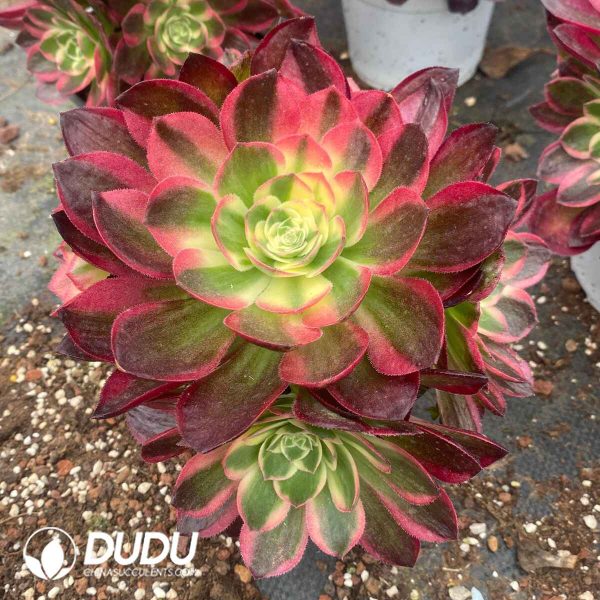 Aeonium Sea Fairy Variegated Clustering - Image 2