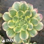 Aeonium Canariense Variegated