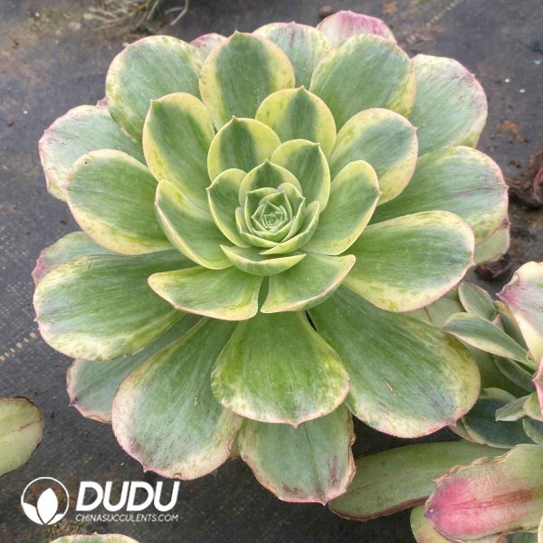 Aeonium Canariense Variegated - Image 2