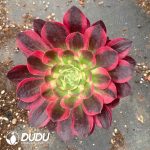 Aeonium Rouge Water Powder Variegated