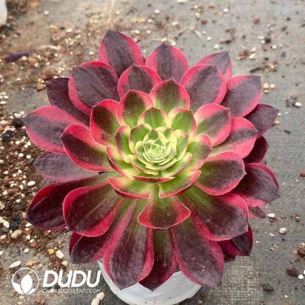 Aeonium Rouge Water Powder Variegated - Image 2
