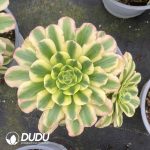 Aeonium Maybach Variegated Cristata