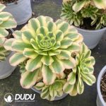 Aeonium Maybach Variegated Cristata - Image 2