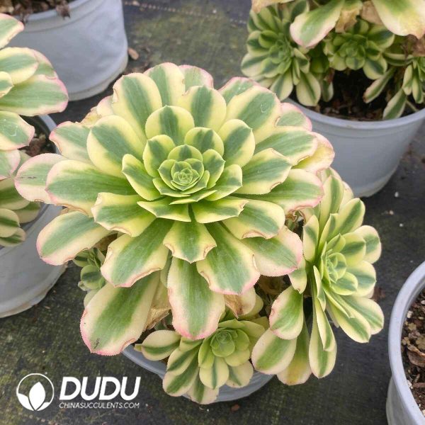 Aeonium Maybach Variegated Cristata - Image 2