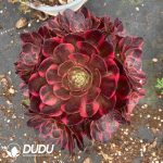 Aeonium Yunhe Variegated Clustering
