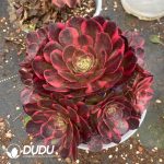 Aeonium Yunhe Variegated Clustering - Image 2