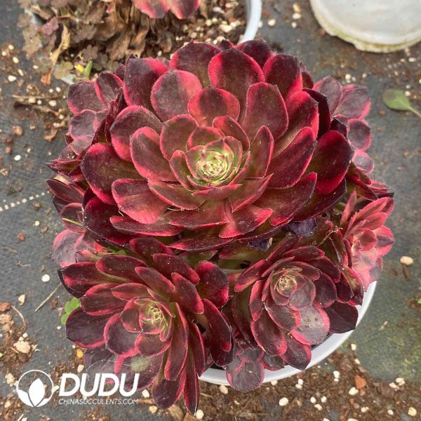 Aeonium Yunhe Variegated Clustering - Image 2