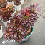 Aeonium Flower Butterfly Variegated Cristata