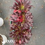 Aeonium Flower Butterfly Variegated Cristata - Image 2