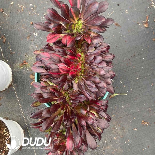Aeonium Flower Butterfly Variegated Cristata - Image 2
