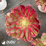 Aeonium Peacock Feather Variegated Clustering