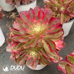 Aeonium Peacock Feather Variegated Clustering - Image 2